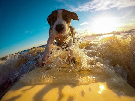 surfing-dog.jpg